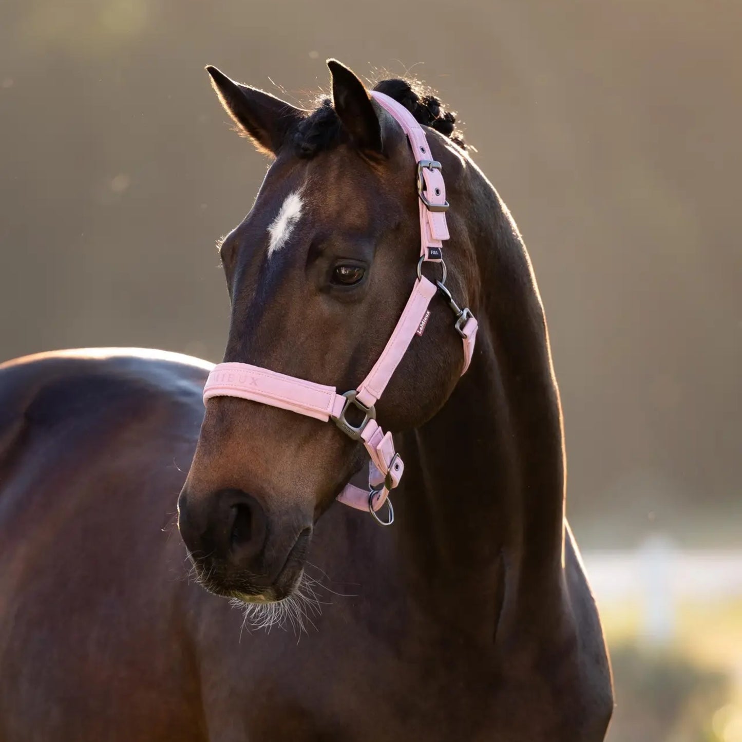 Essence Headcollar